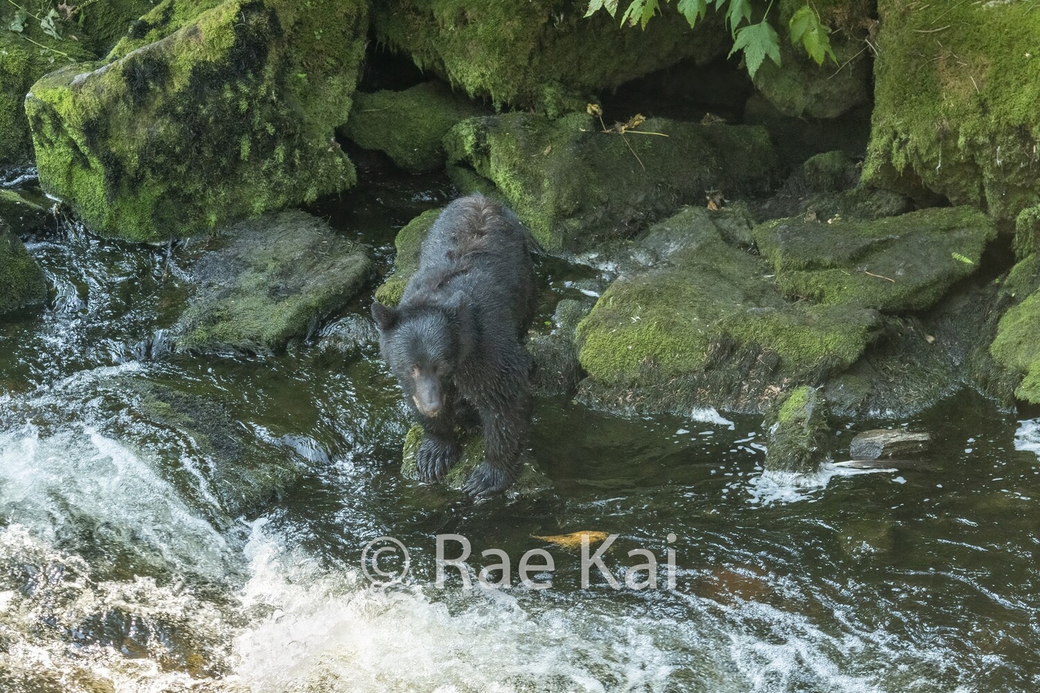 Edge Of The Rainforest-Traditional Photo