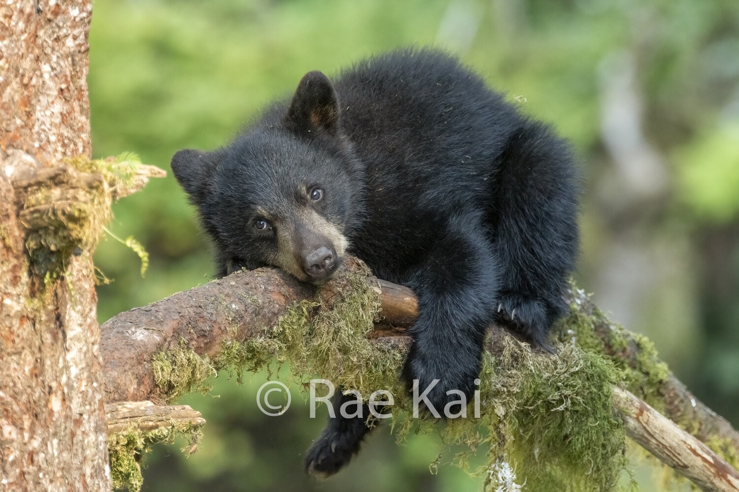 Hanging On Tight-Traditional Photo