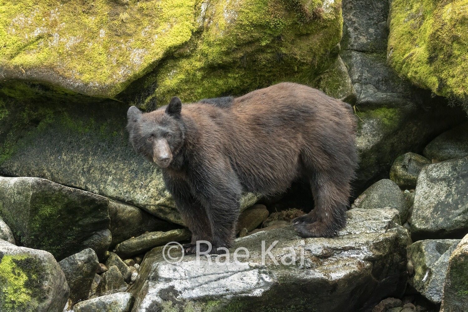 Large Stance-Traditional Photo