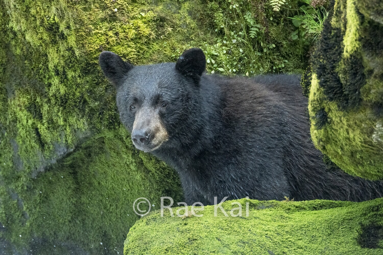 Mossy Black Bear-Traditional Photo