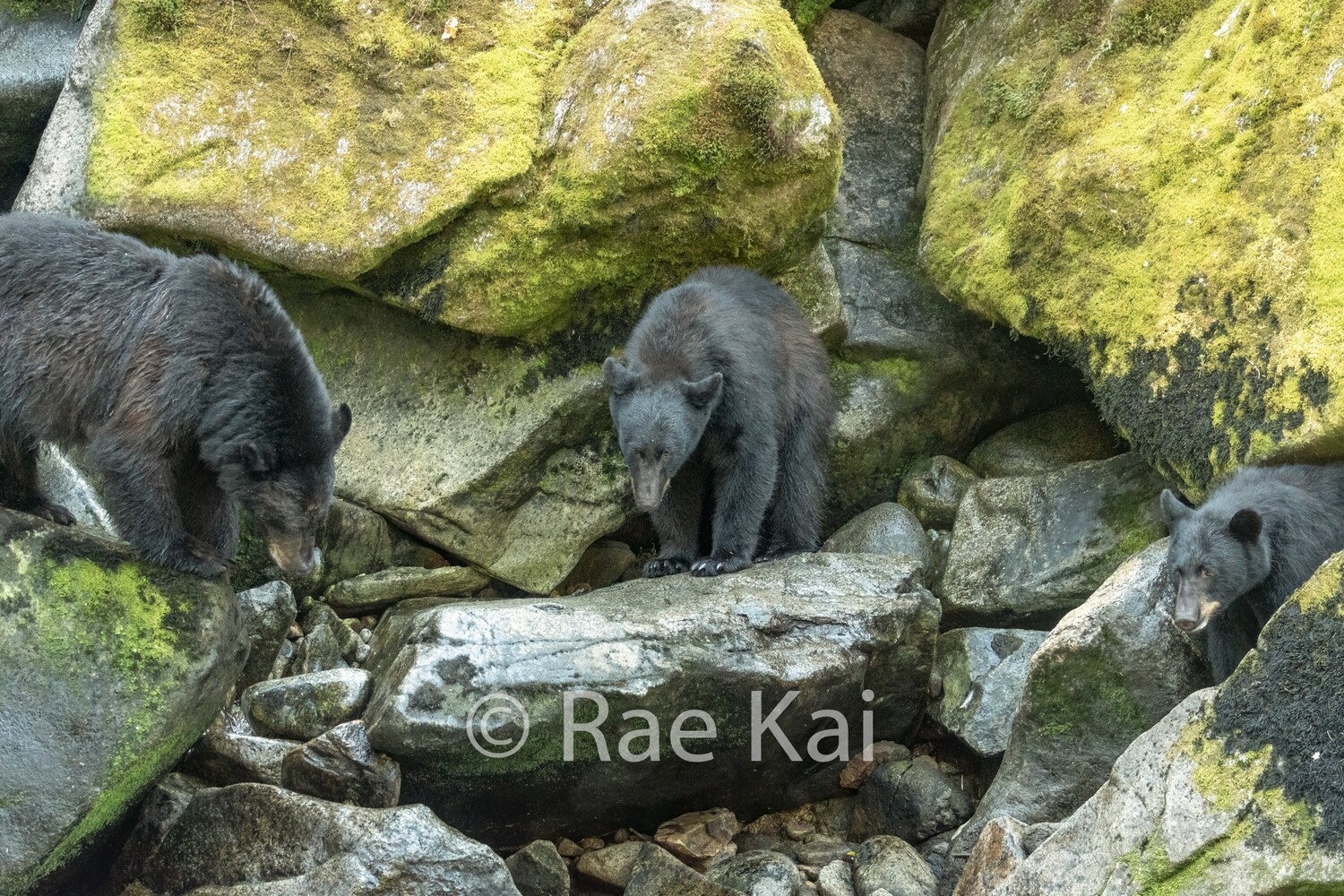Rock Gathering-Traditional Photo