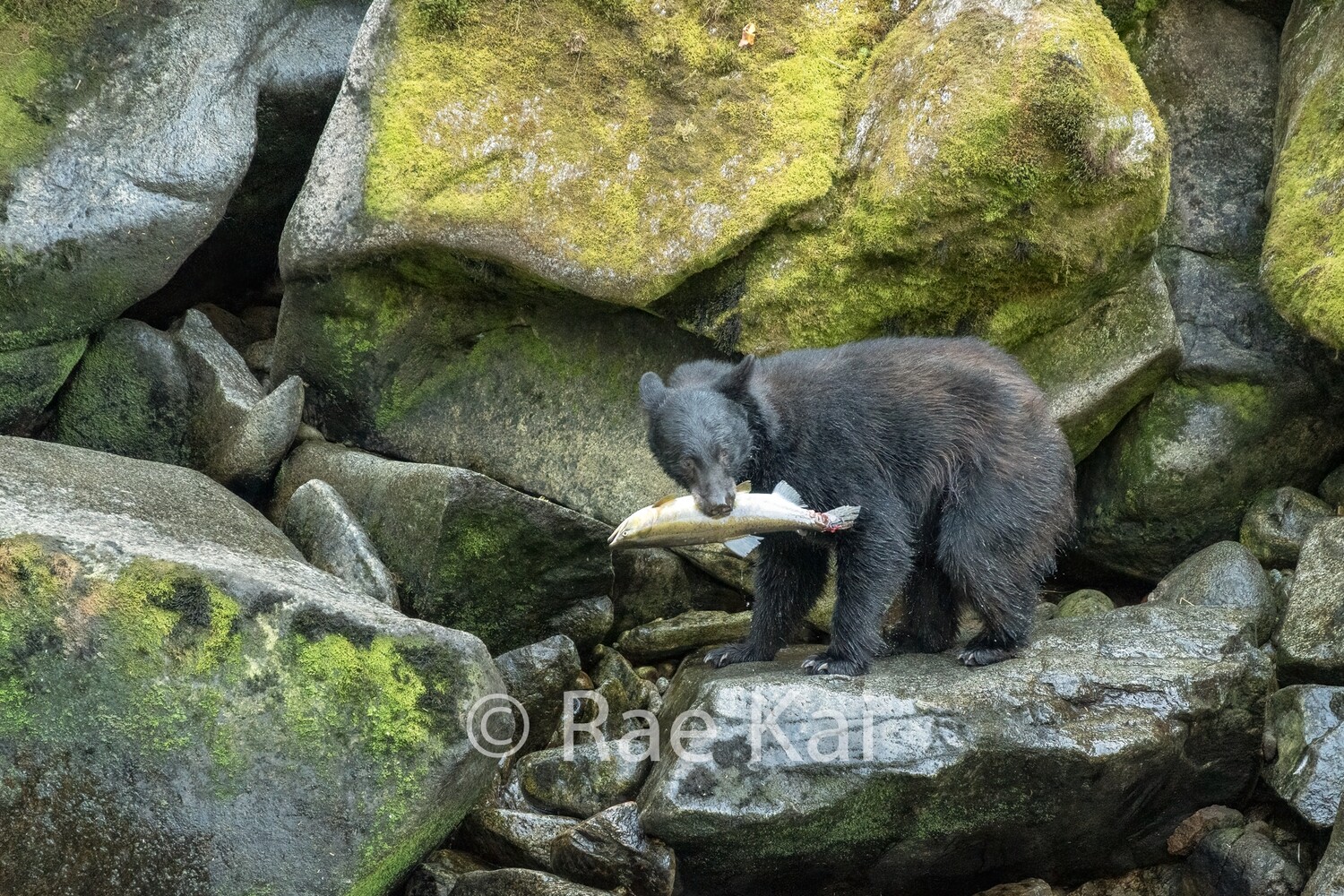 Fish Catch-Traditional Photo