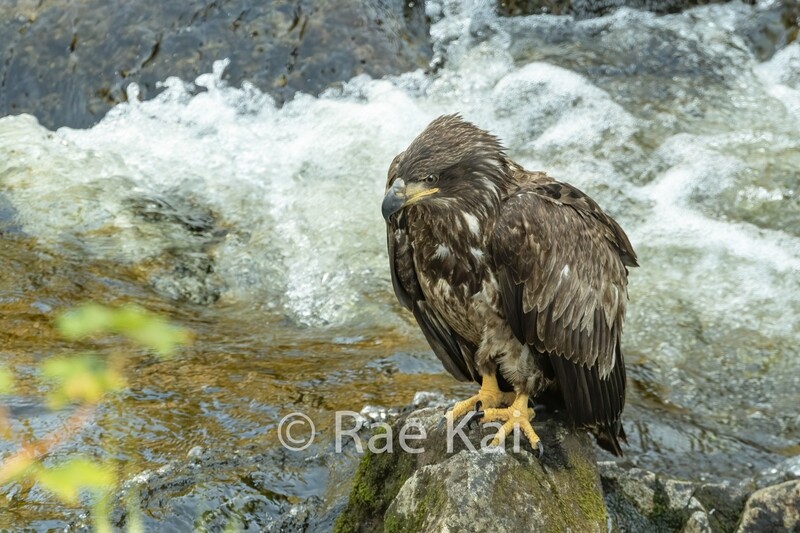 Eagle Rapids-Traditional Photo