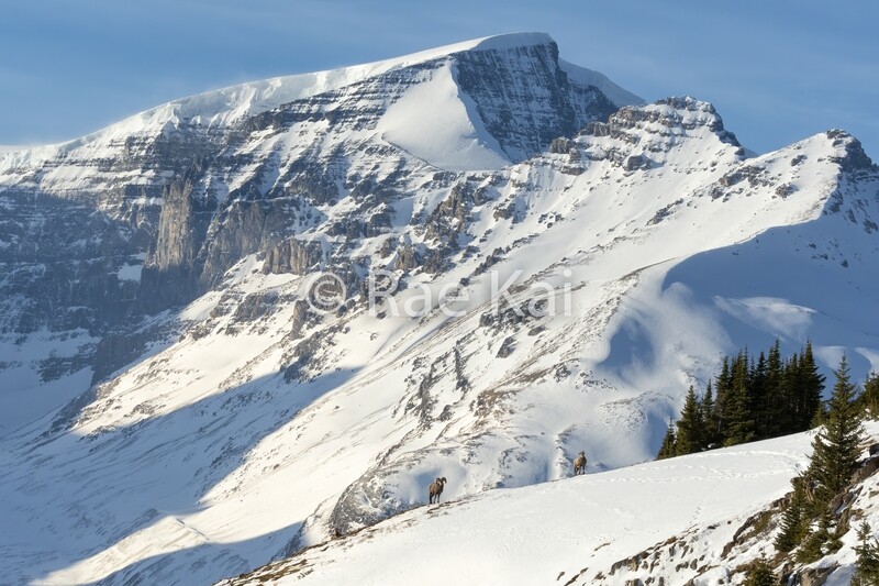 Mountainside Sheep-Traditional Photo