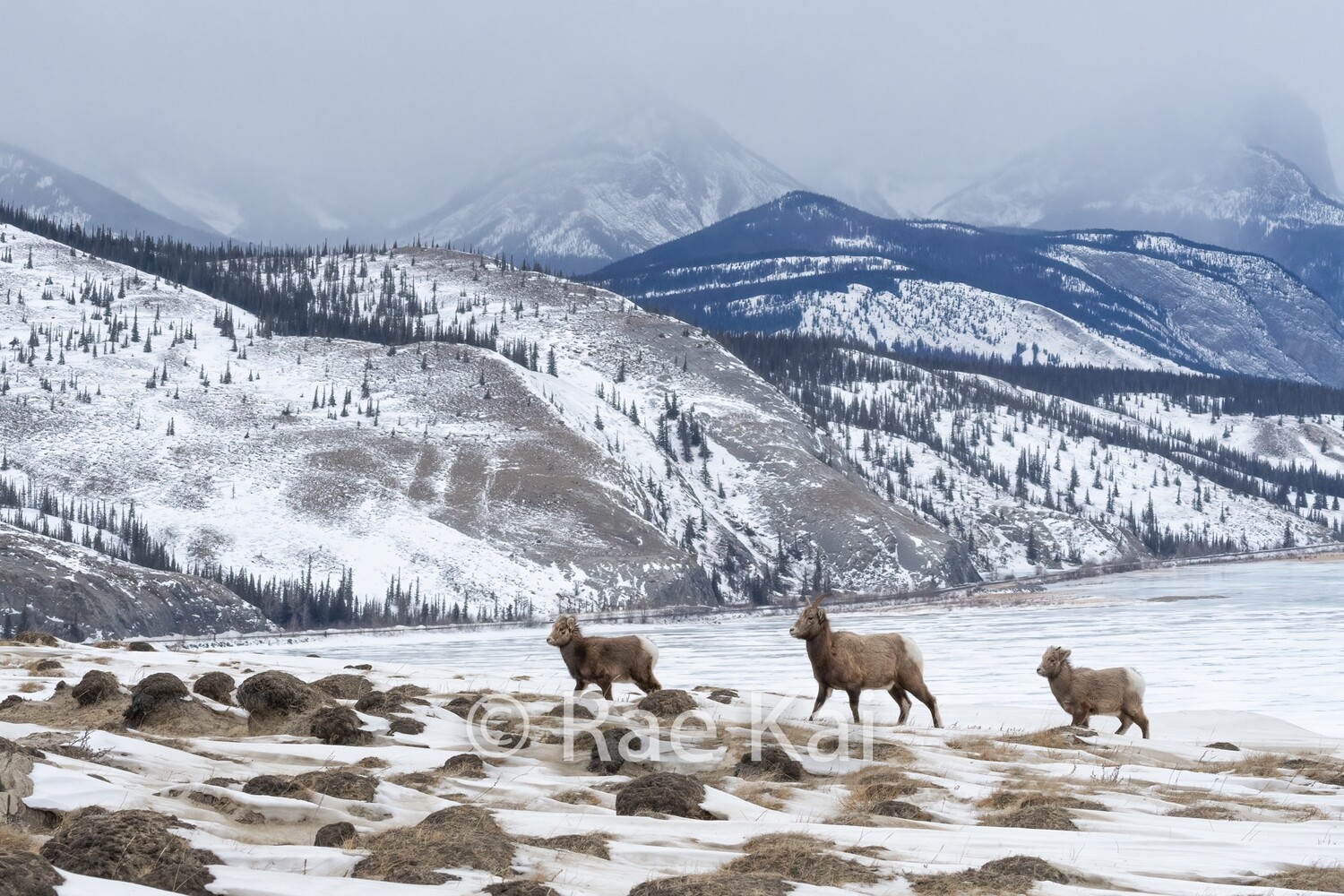 Bighorn Family-Traditional Photo