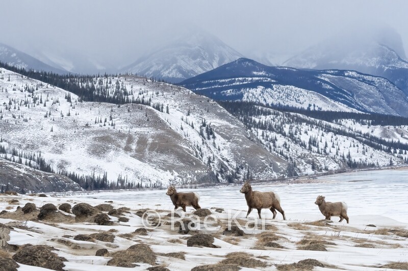 Bighorn Family-Traditional Photo