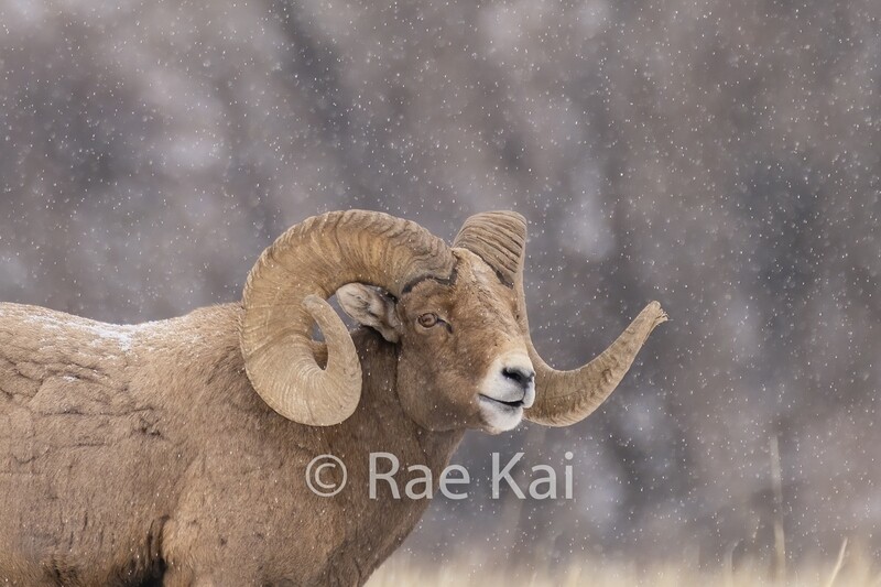 Large Curl-Traditional Photo