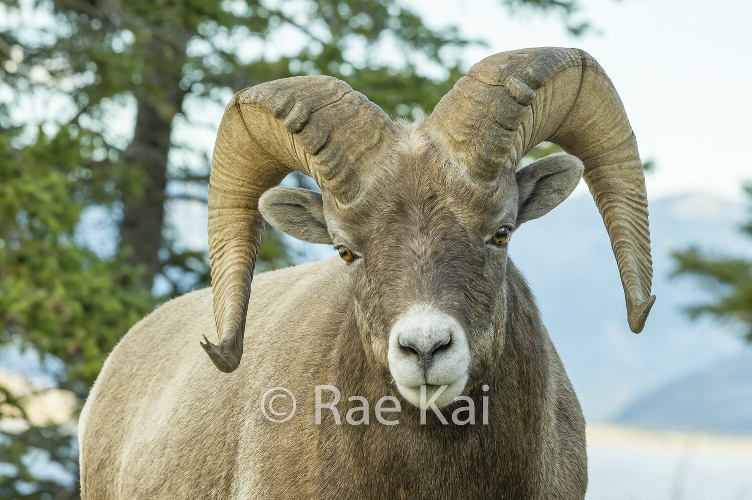 Sheep Eyes-Traditional Photo
