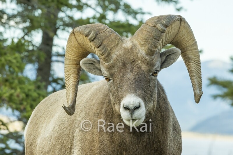 Sheep Eyes-Traditional Photo