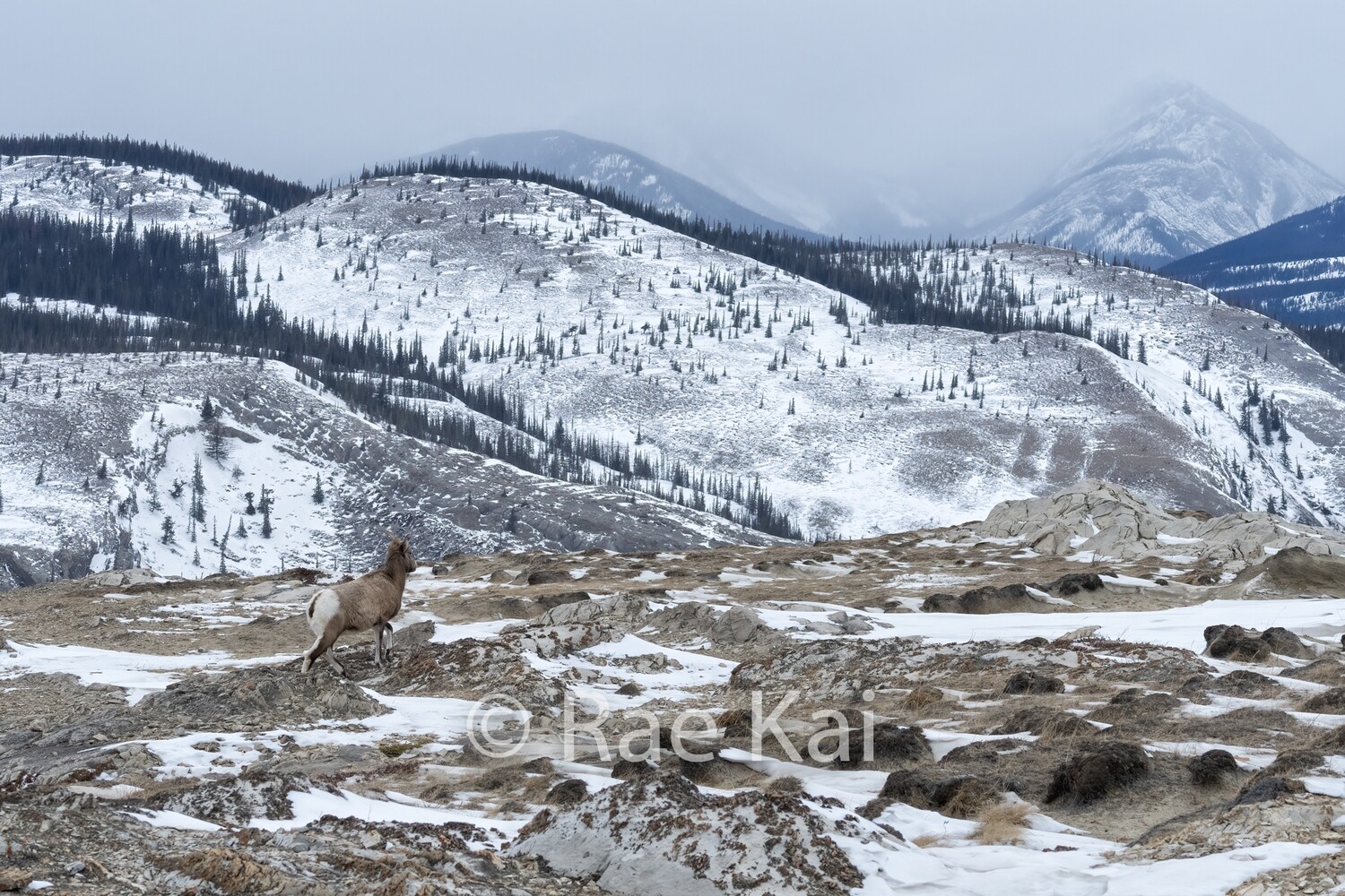 Sheep Vista-Traditional Photo