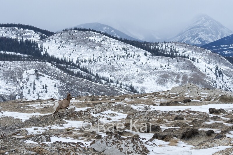 Sheep Vista-Traditional Photo