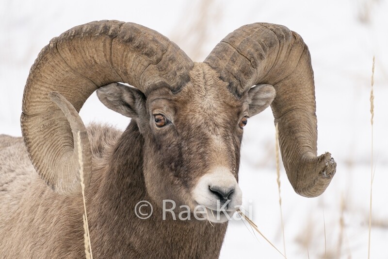 Bighorn Curl-Traditional Photo