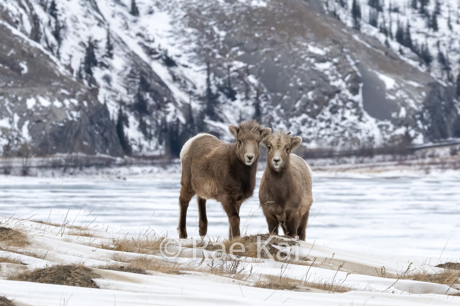 Keeping Close-Traditional Photo