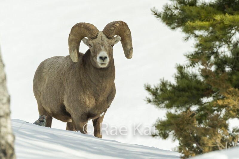 Snow Bighorn-Traditional Photo