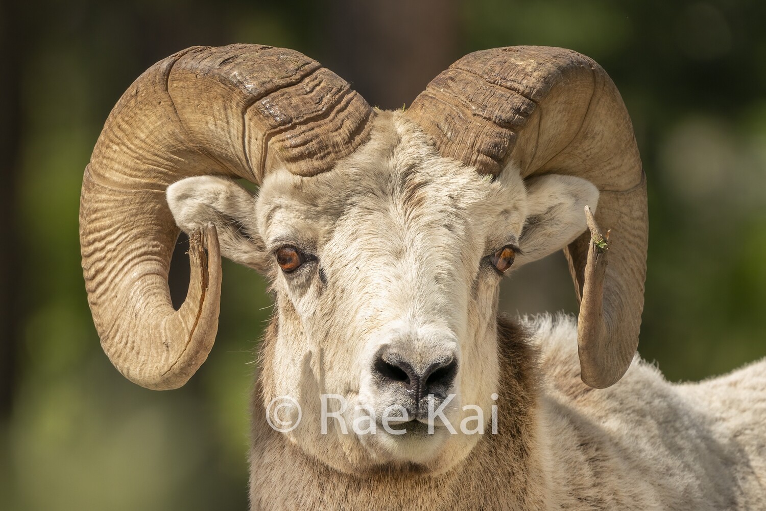 Sheep Head Shot-Traditional Photo