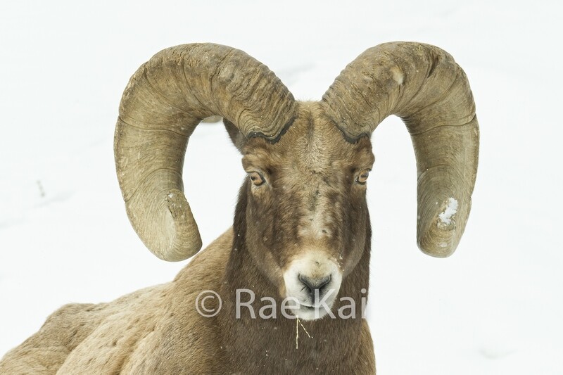 Winter Head Shot-Traditional Photo