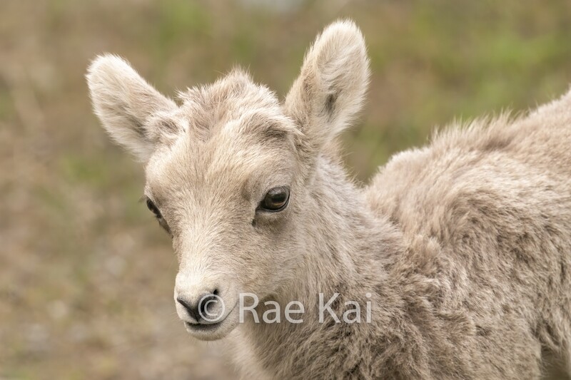 Lamb Face-Traditional Photo