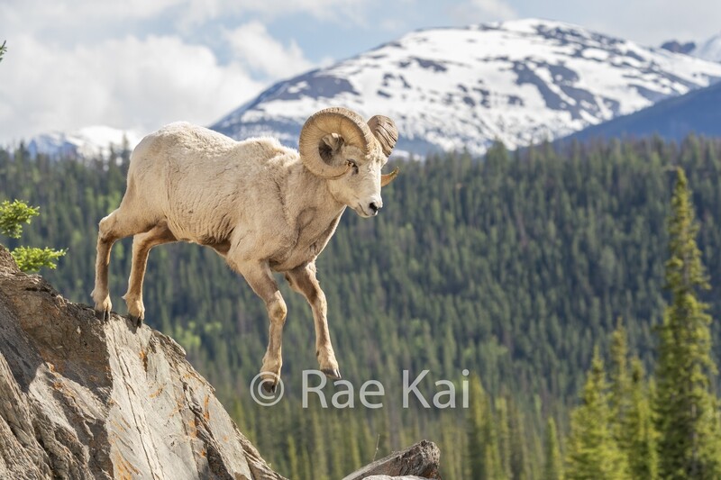 Ridge Jump-Traditional Photo