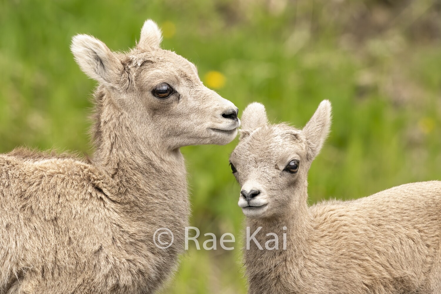 Young Friends-Traditional Photo