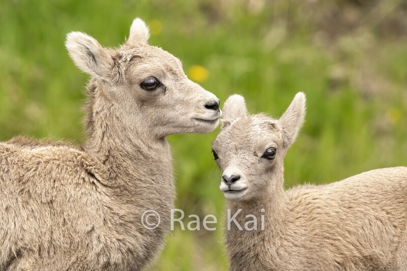 Young Friends-Traditional Photo