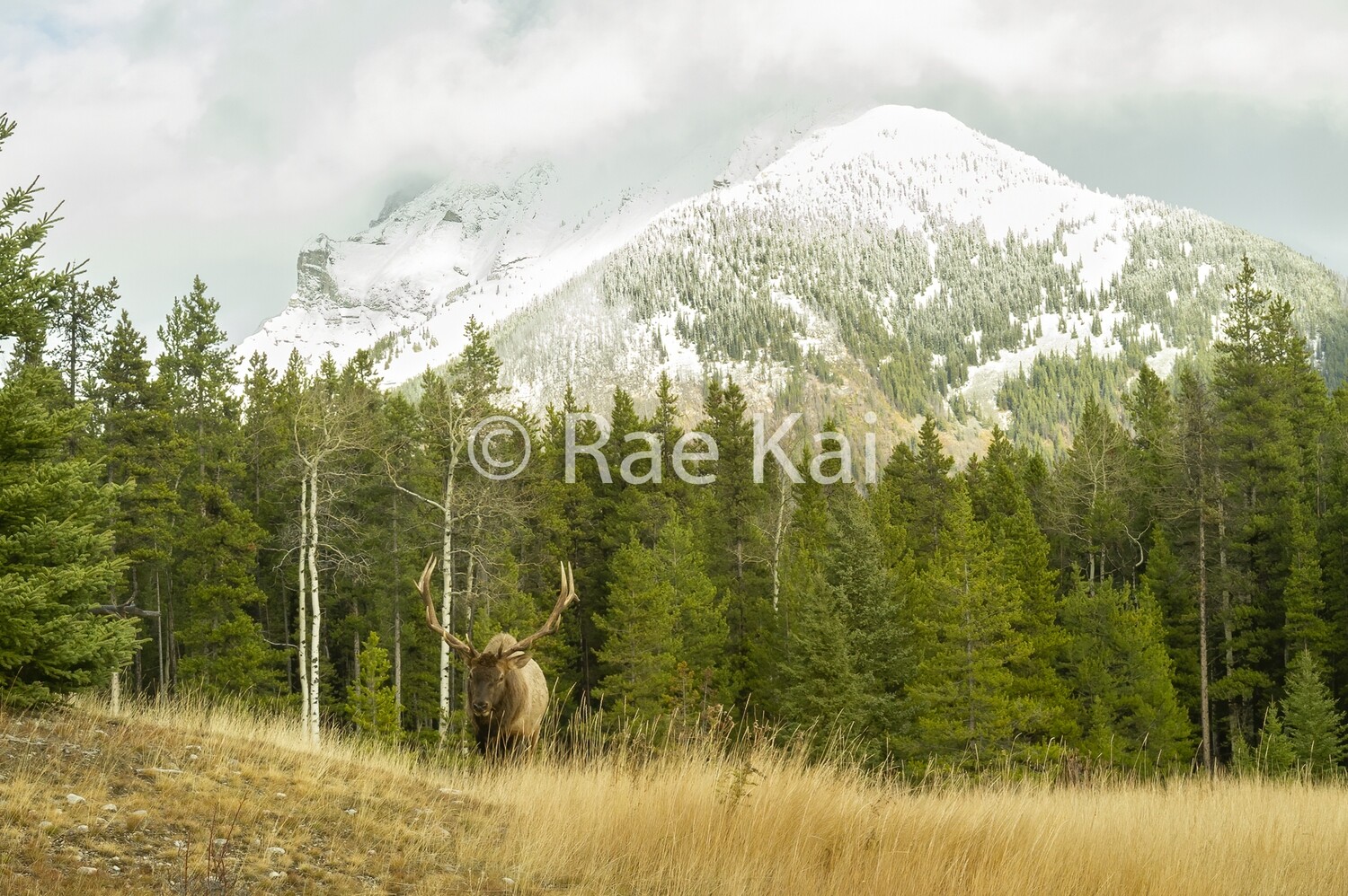 Elk Crest-Traditional Photo