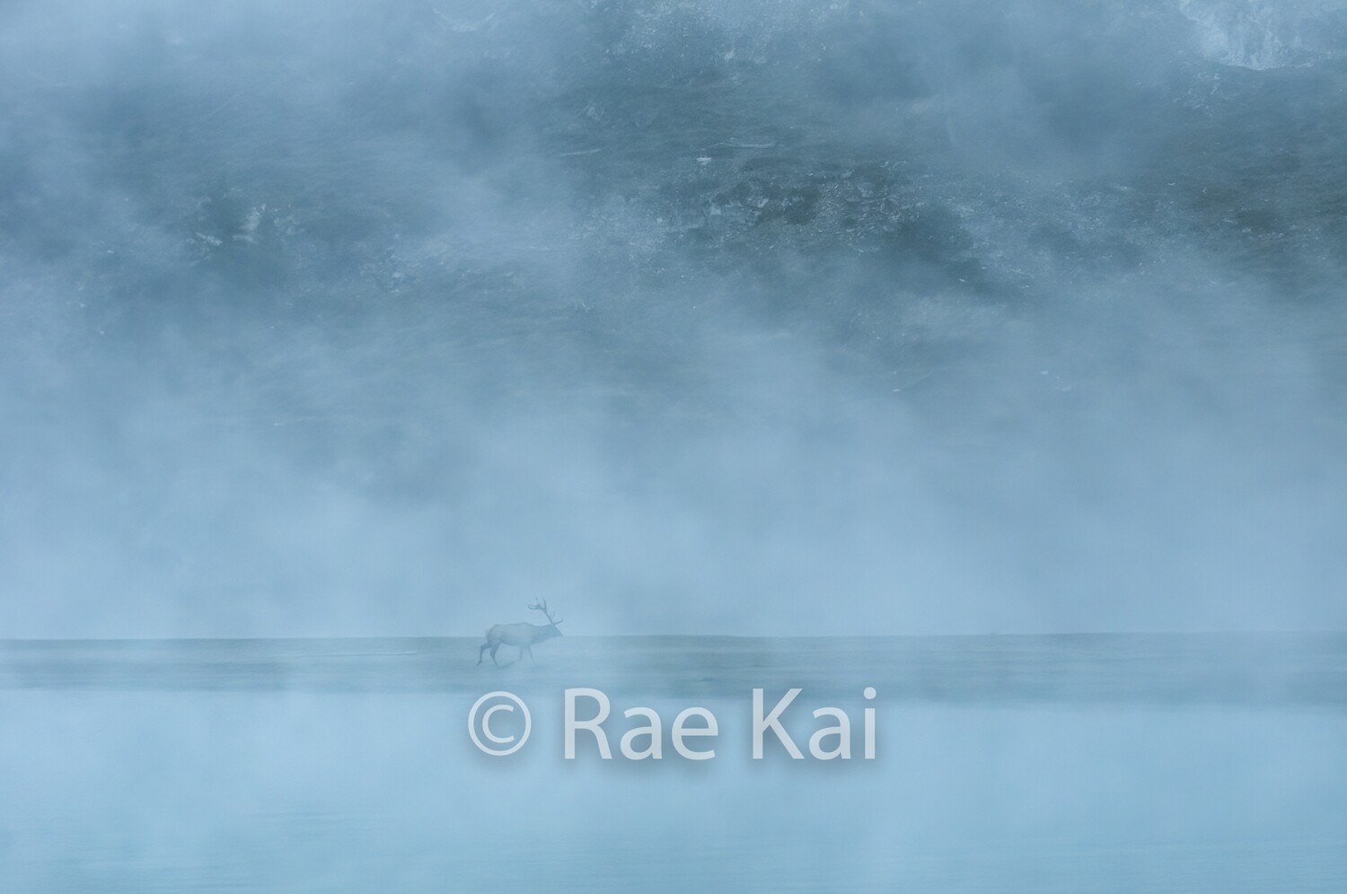 Through The Fog-Traditional Photo