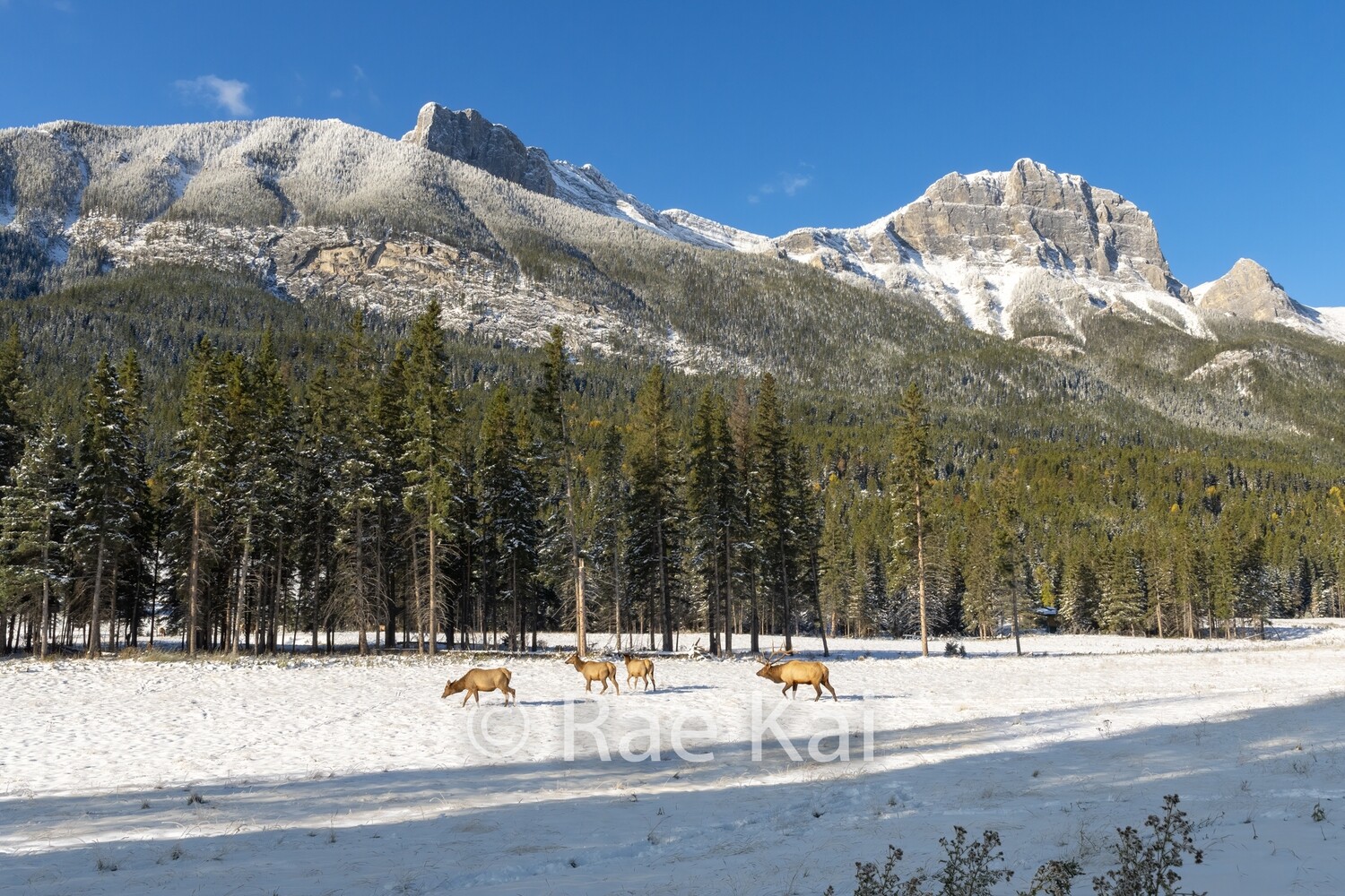 Rockies Herd-Traditional Photo