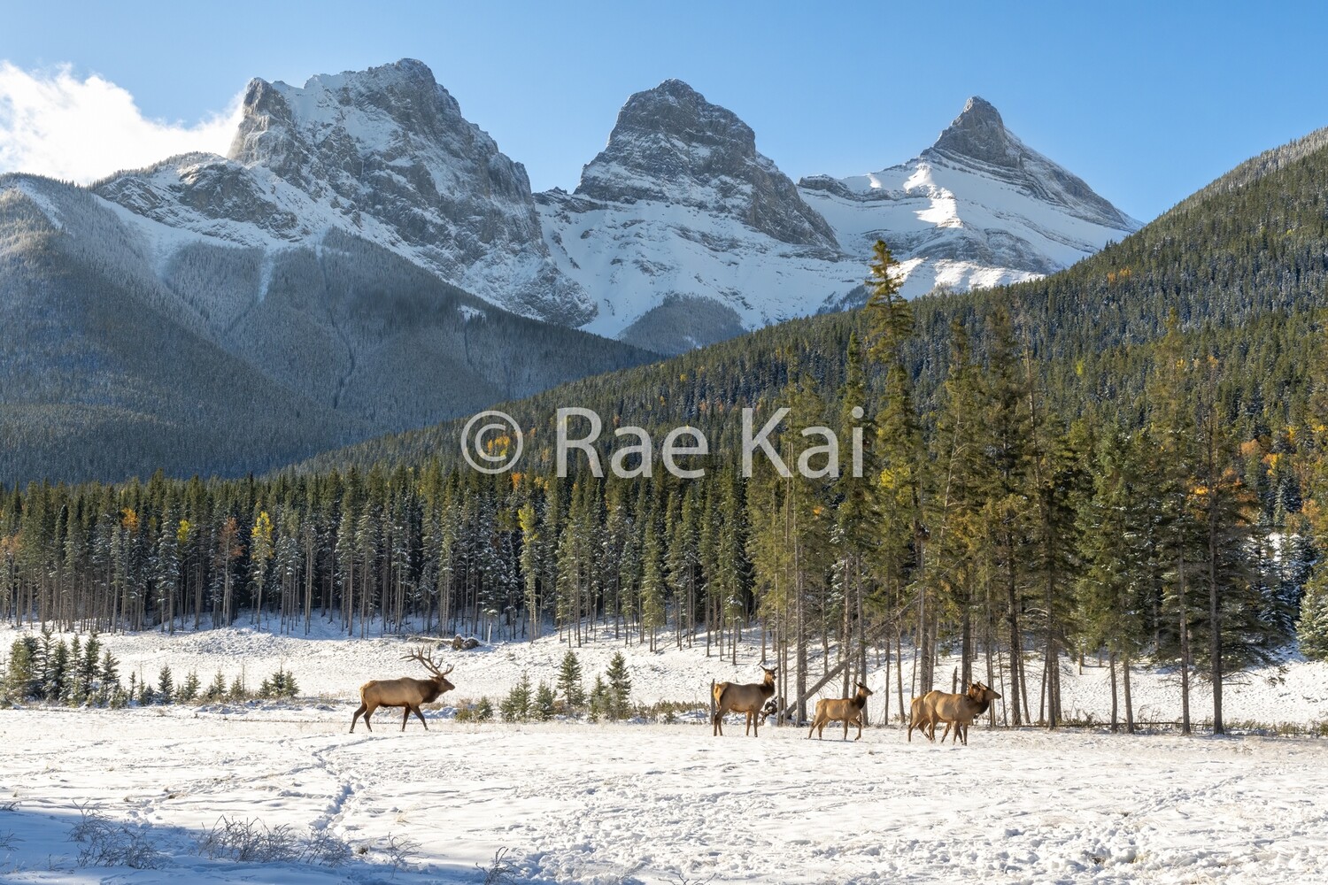 Three Sisters Herd-Traditional Photo