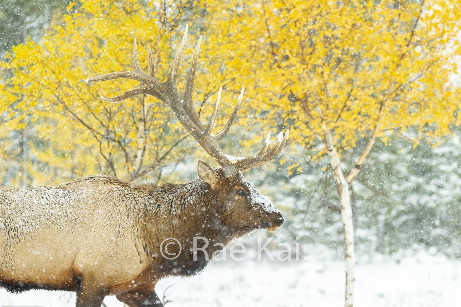 Birch Grove Elk-Traditional Photo