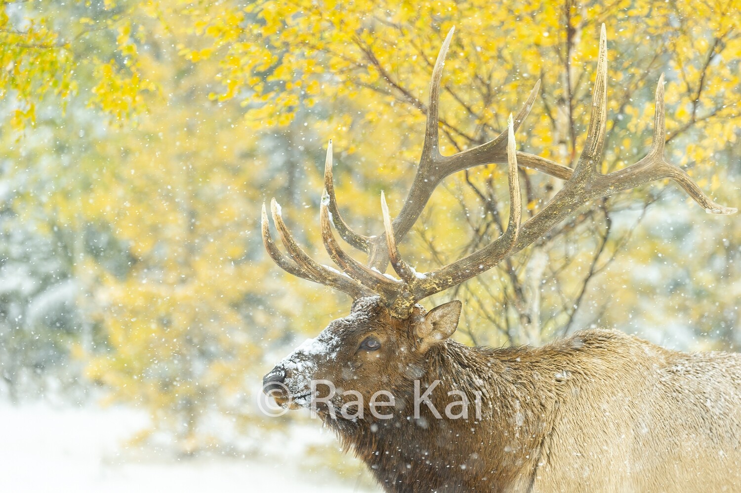 Birch Elk-Traditional Photo