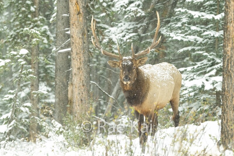 Early Winter Look-Traditional Photo