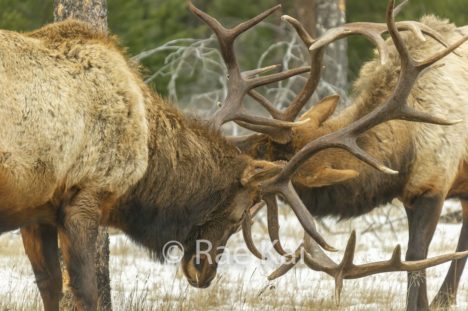Head Battle-Traditional Photo