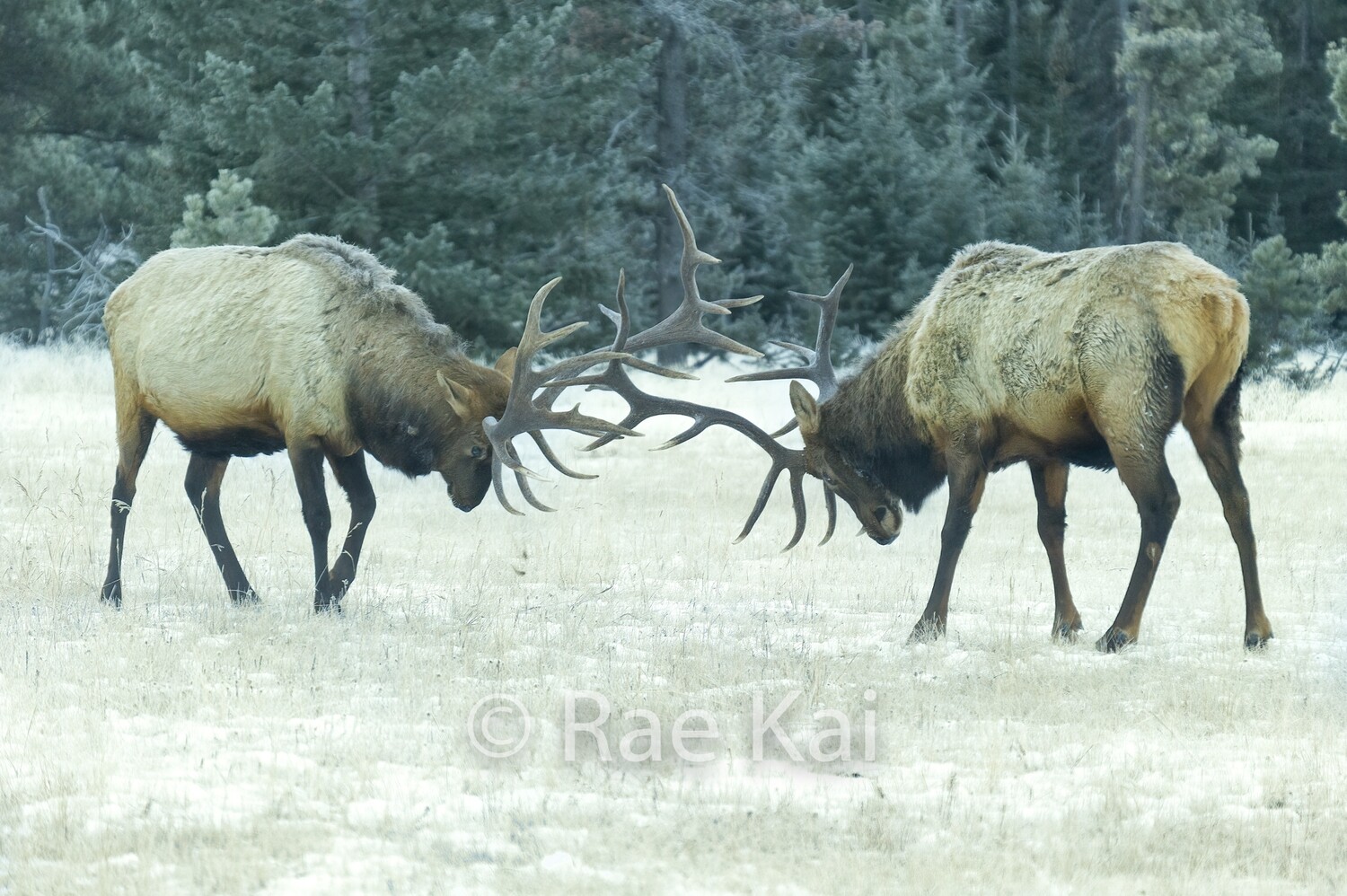 Frost Fight-Traditional Photo