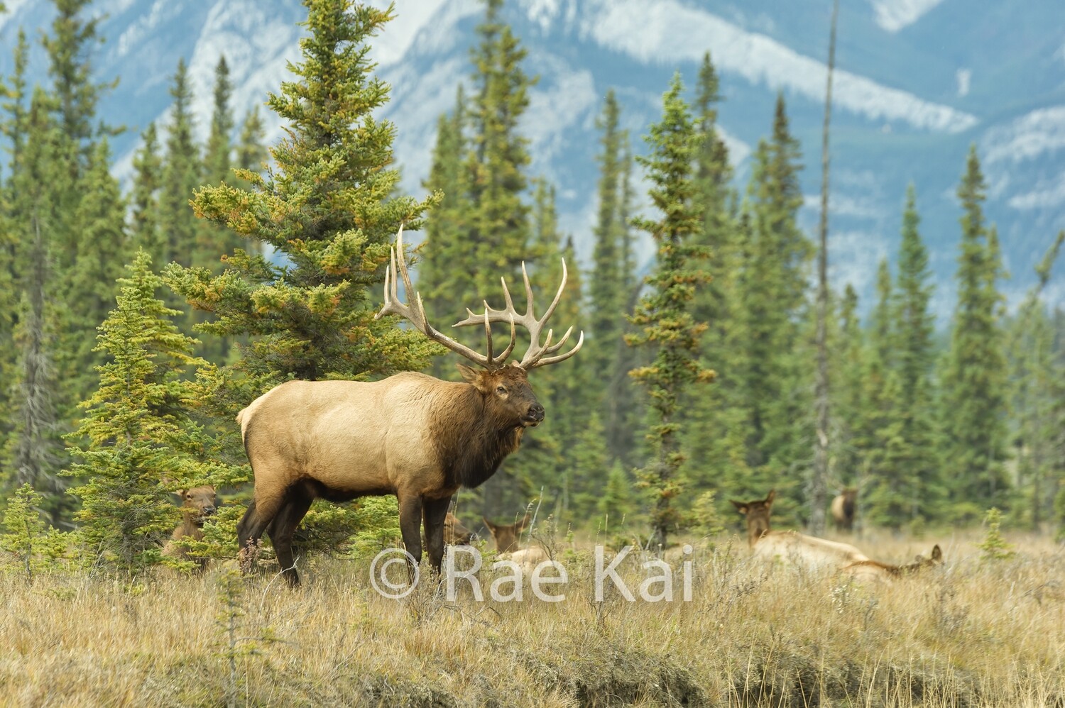 Herd Protector-Traditional Photo