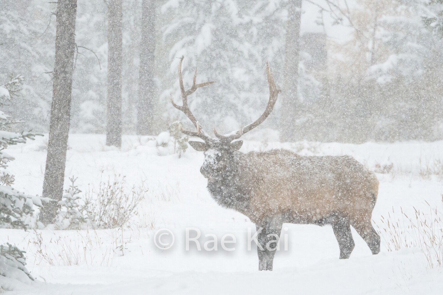 Blizzard Elk-Traditional Photo