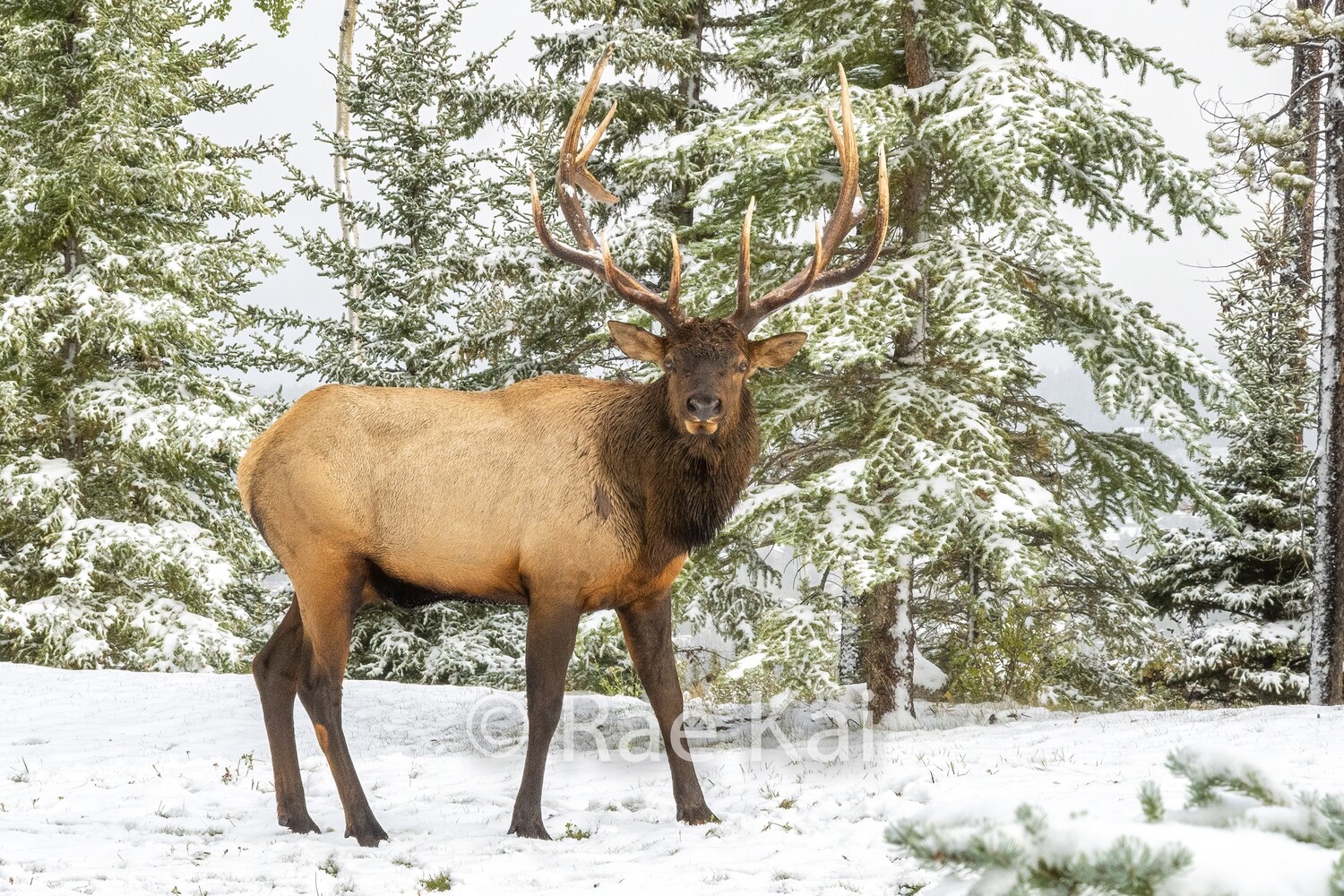 Elk Portrait-Traditional Photo