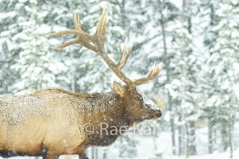 Elk Winter Walk-Traditional Photo