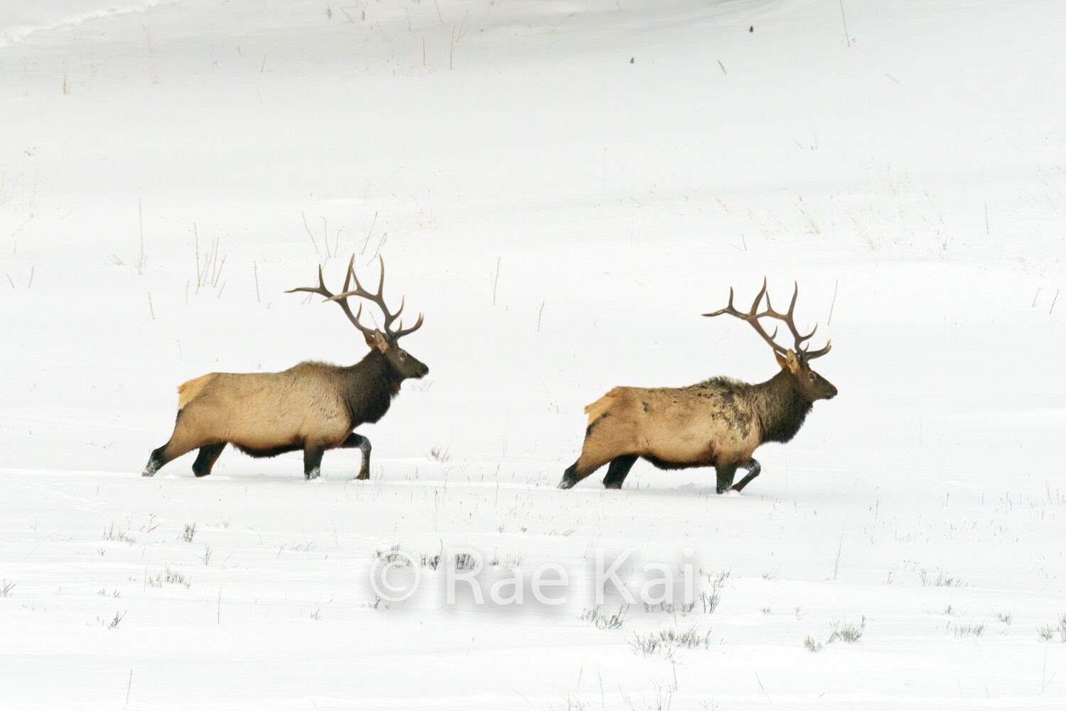 In Sync-Traditional Photo
