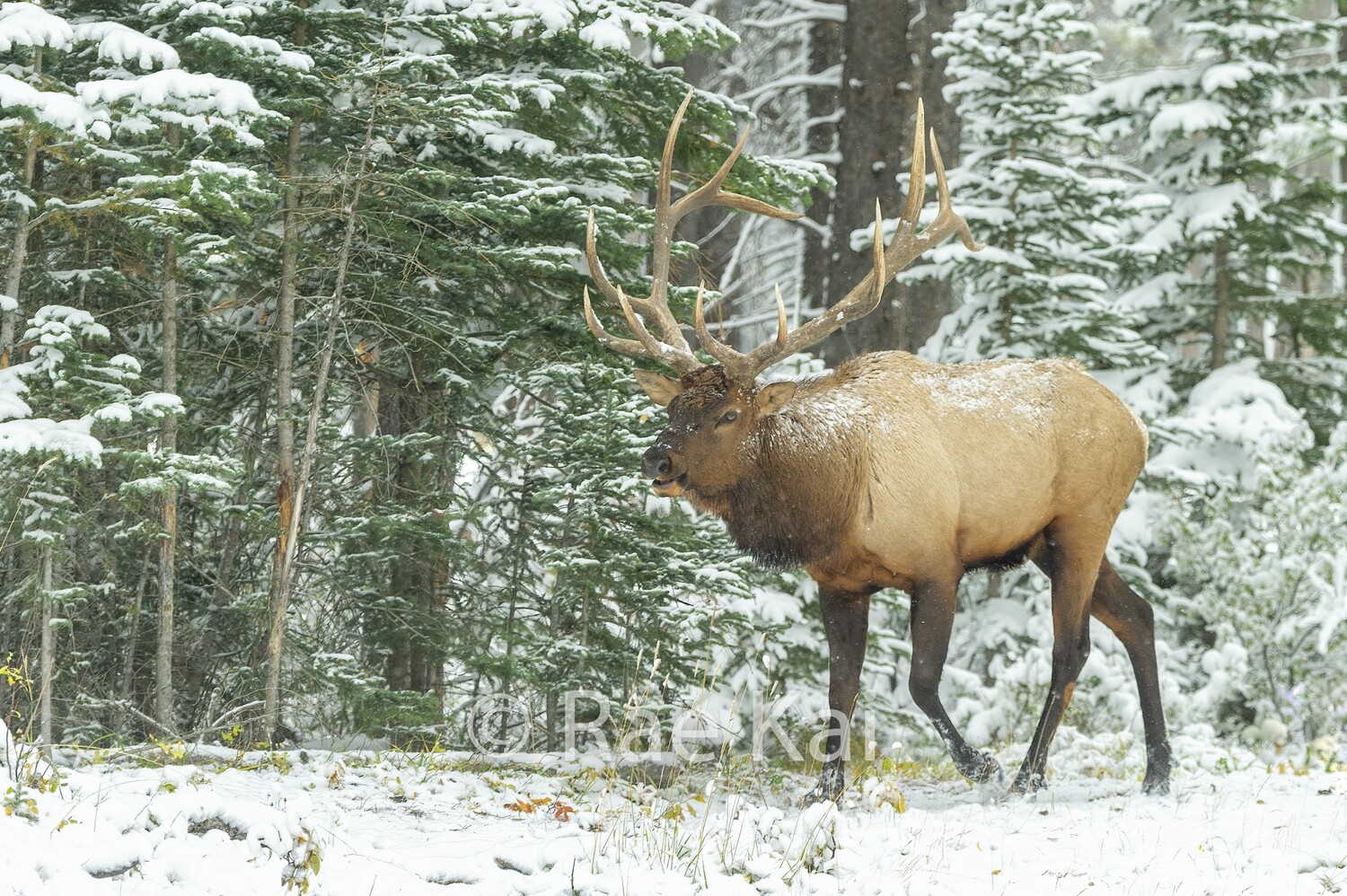 On The Move-Traditional Photo