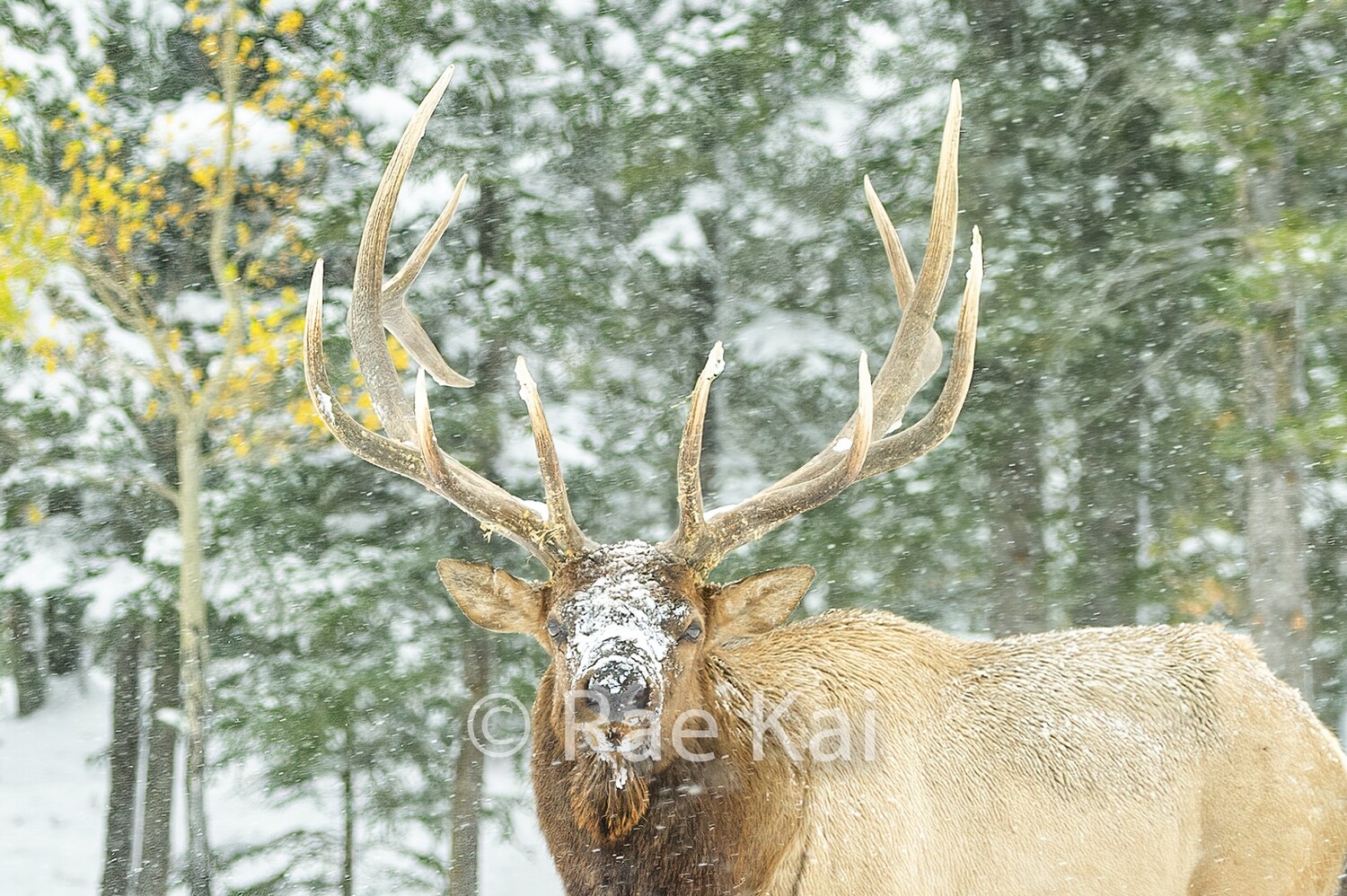 Snowing Head Shot-Traditional Photo