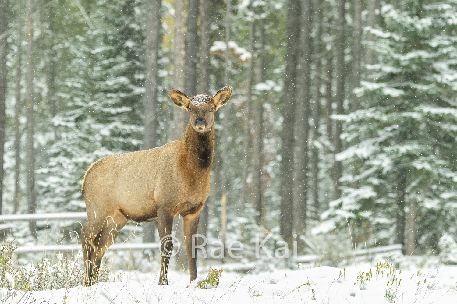 First Snowfall-Traditional Photo