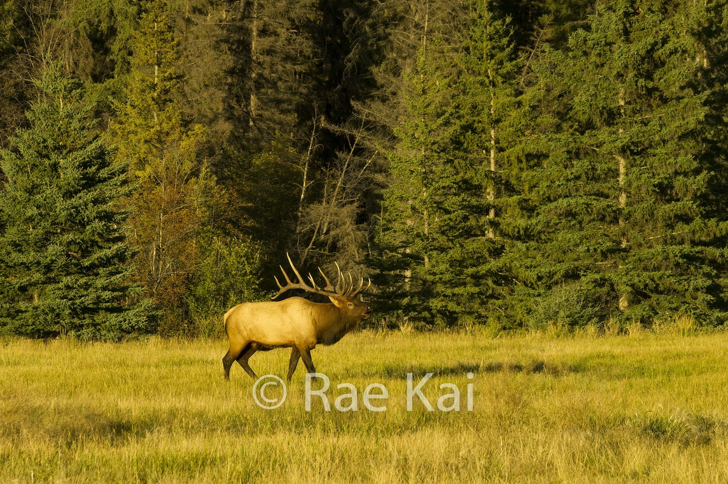 Evening Bugle-Traditional Photo