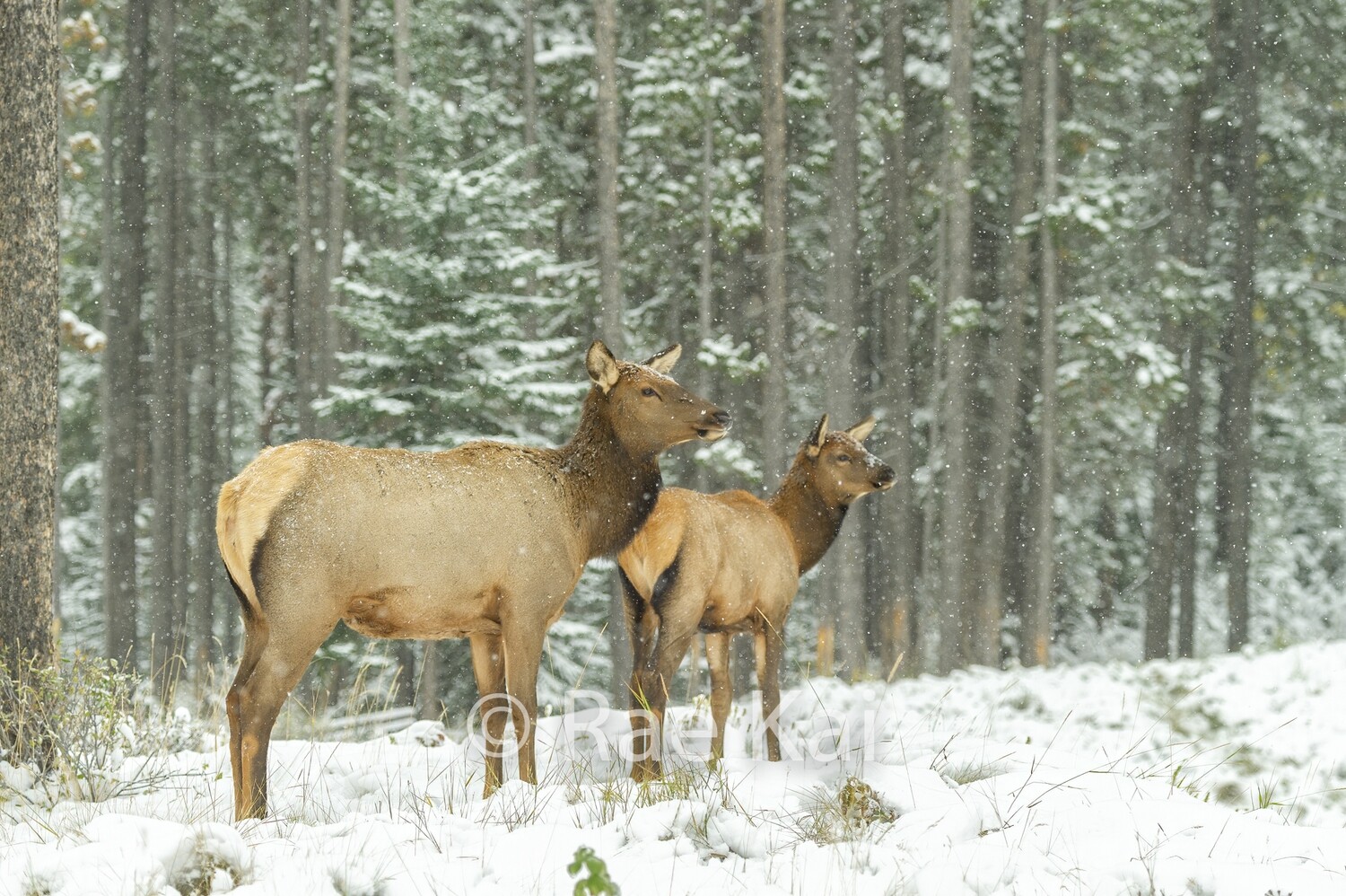 Forest Family-Traditional Photo