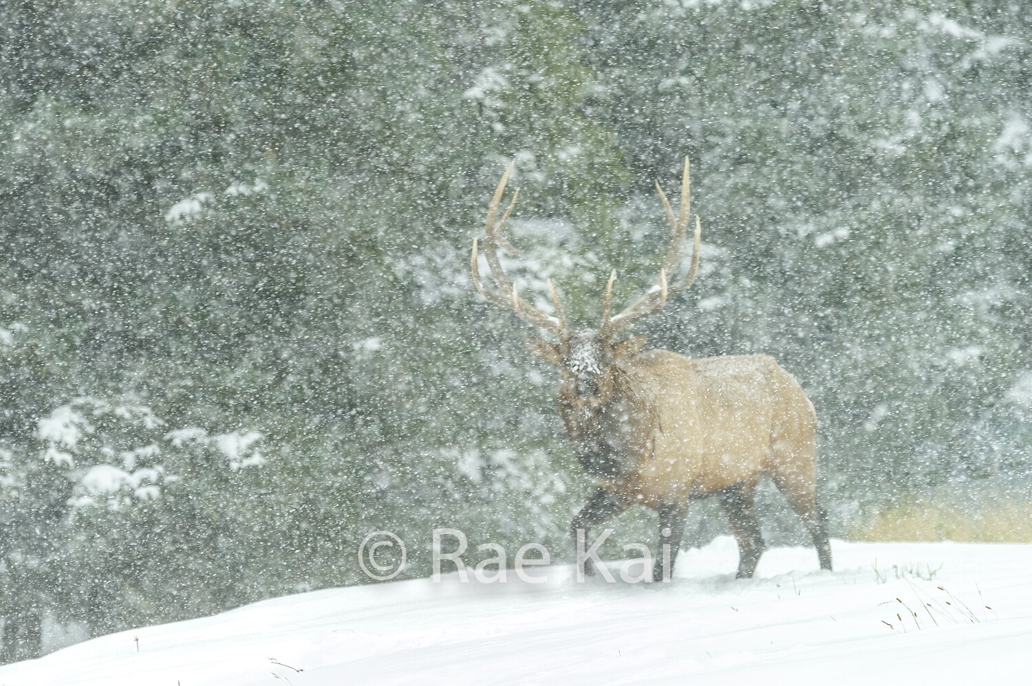 Snowstorm Elk-Traditional Photo