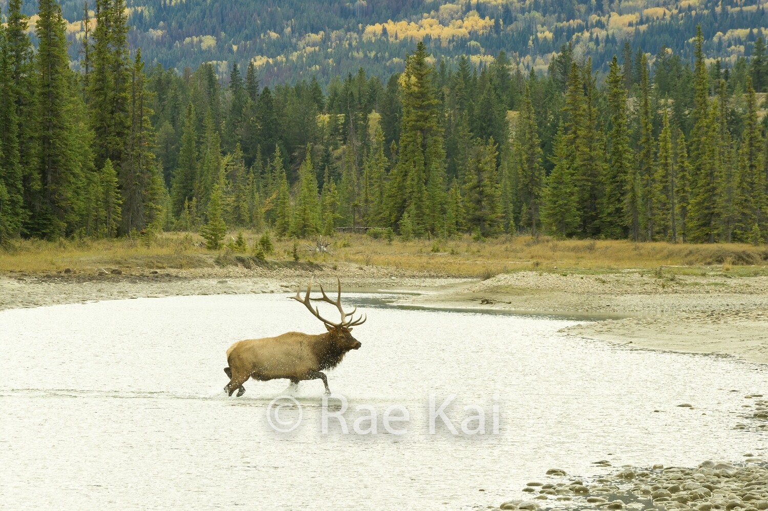 River Run-Traditional Photo