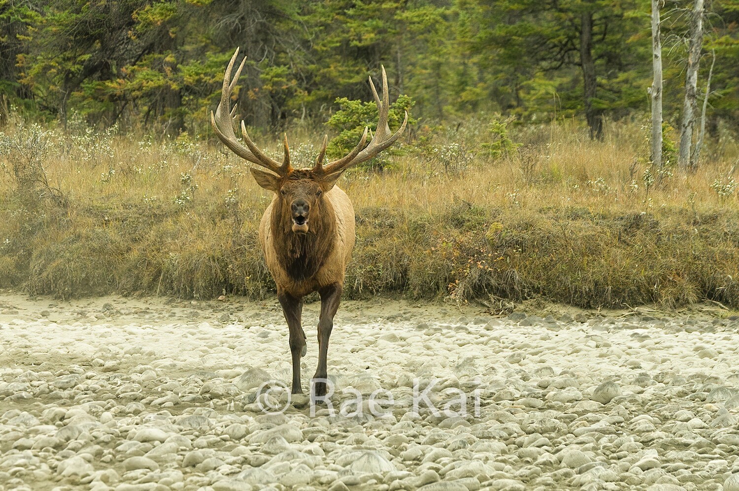 Rocky Chase-Traditional Photo