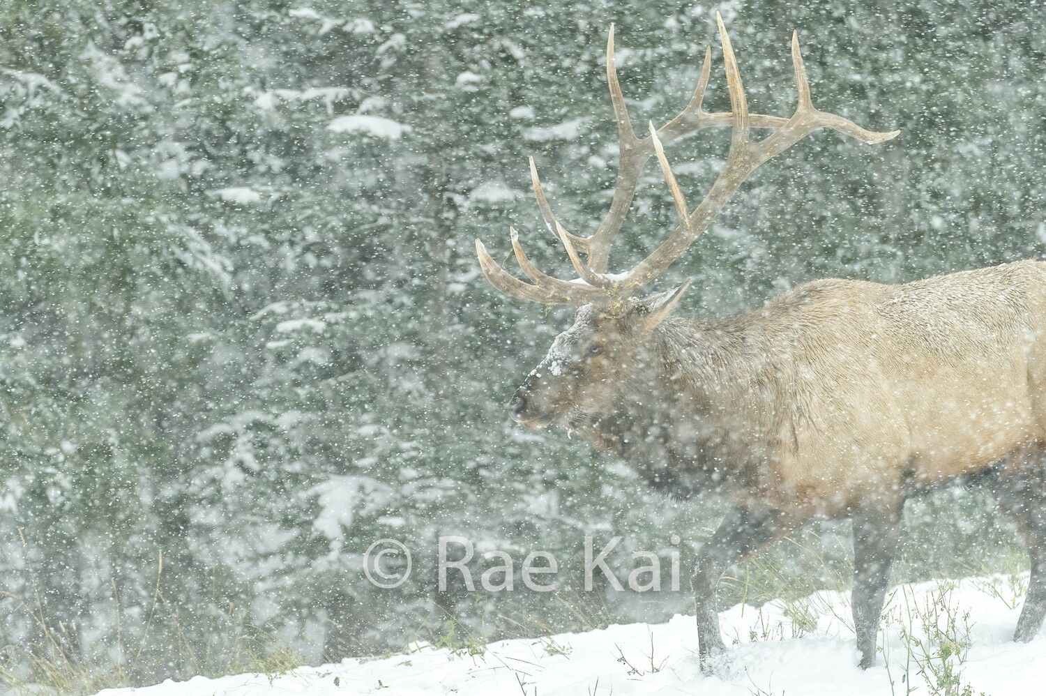 Snowstorm Walk-Traditional Photo