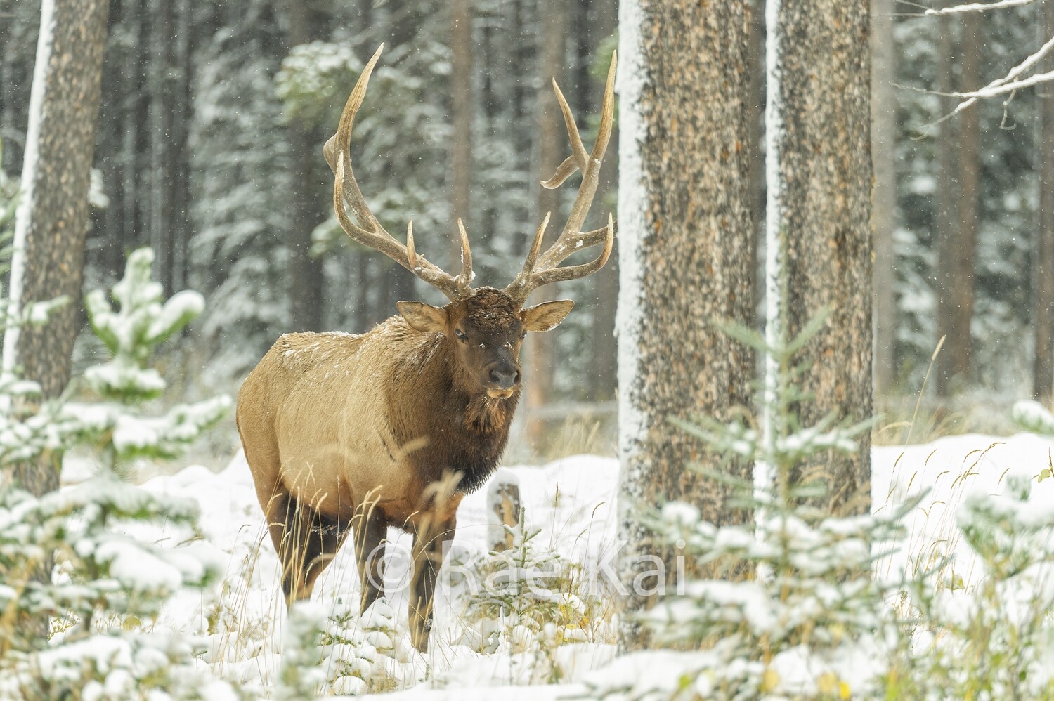 Strong Pose-Traditional Photo