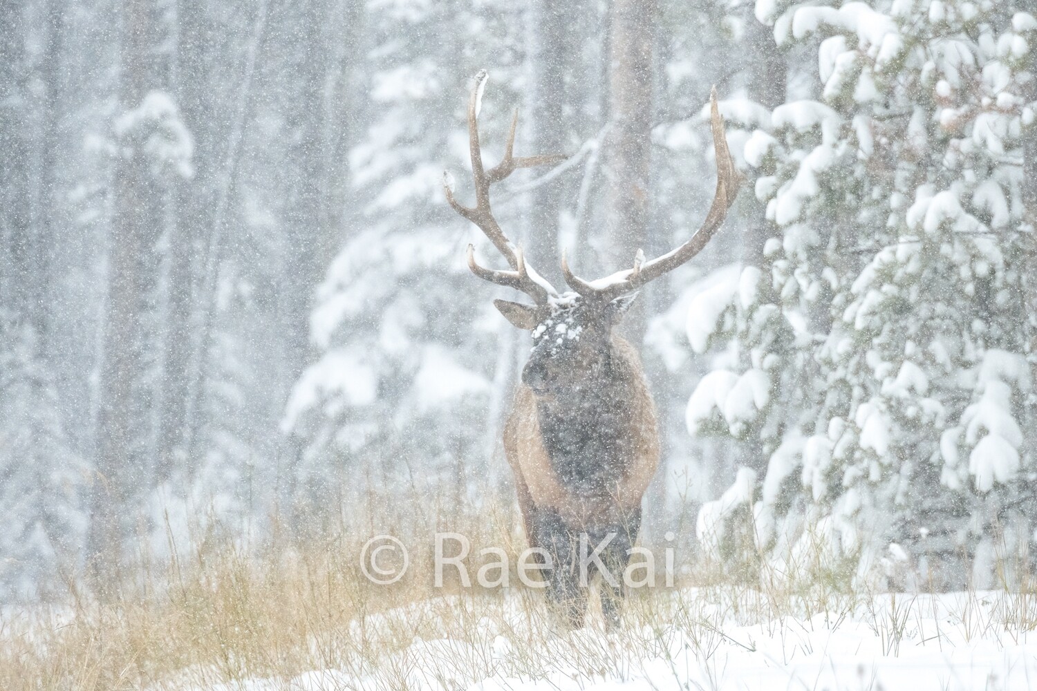 White Out-Traditional Photo