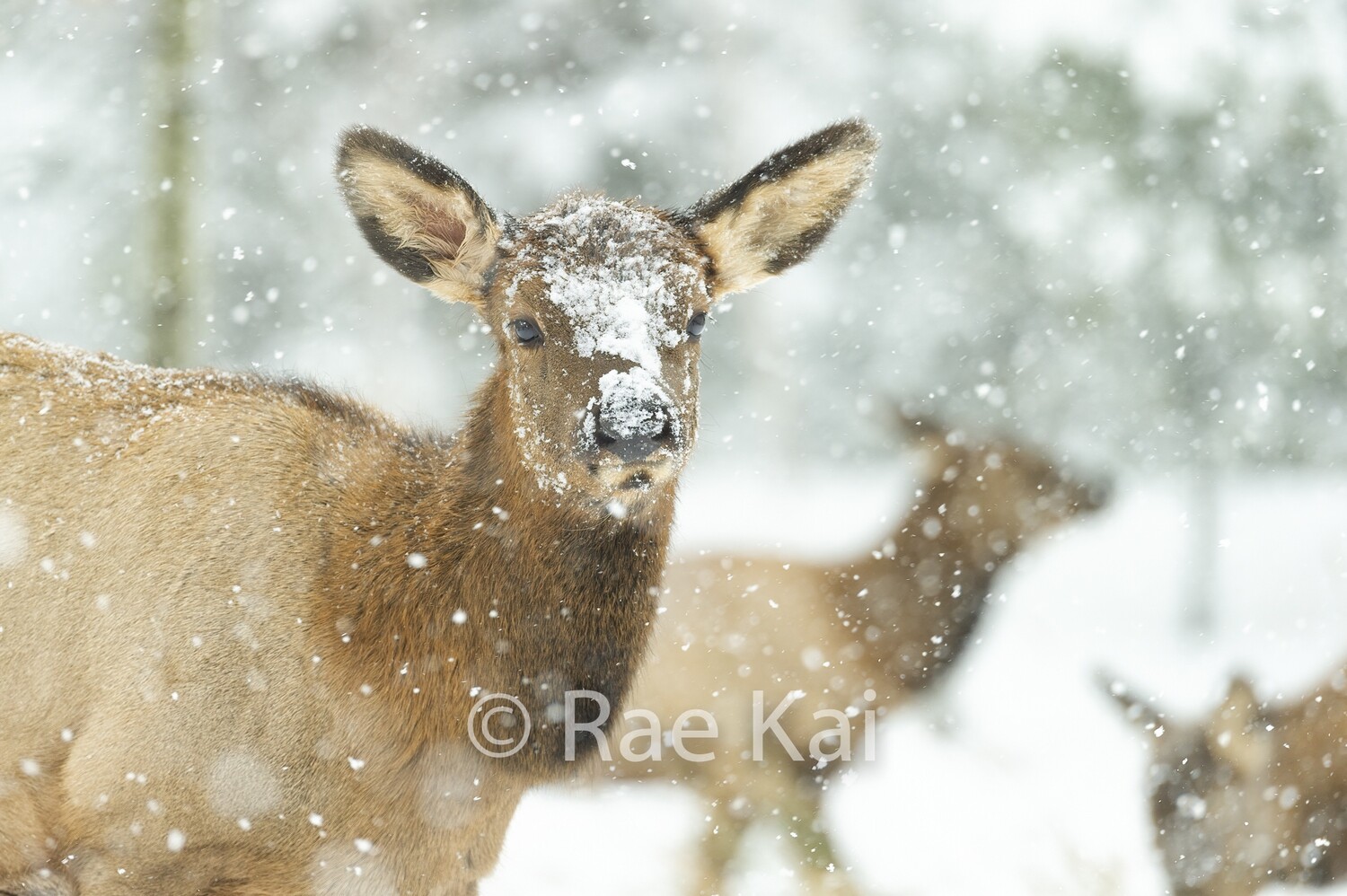 Winter Baby-Traditional Photo